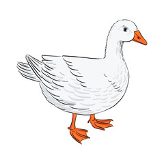 vector drawing sketch of domestic goose, hand drawn bird, isolated nature design element