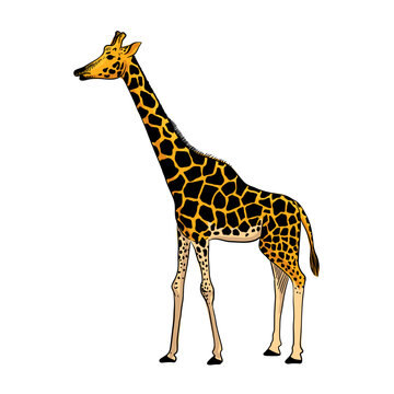 vector drawing sketch of animal, hand drawn giraffe , isolated nature design element
