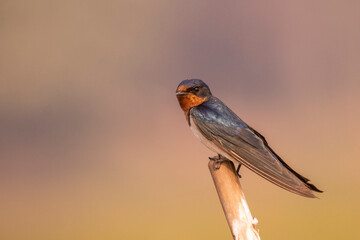 Barn swallow perching on the bamboo