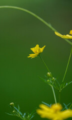 Close up shot of beautiful Yellow Flower cosmos sulphureus with blur background,Yellow cosmos flowers on a natural background, Yellow Cosmos flower