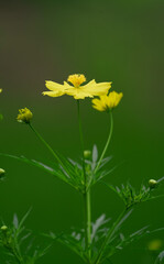 Close up shot of beautiful Yellow Flower cosmos sulphureus with blur background,Yellow cosmos flowers on a natural background, Yellow Cosmos flower