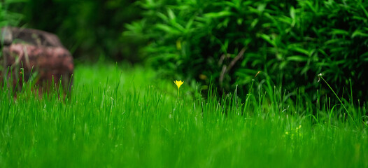 A yellow flower in Green grass Lawn ground background , yellow flower in nature with fresh grass with copyspace