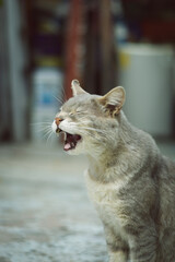 cat on the roof