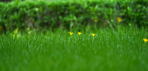 A yellow flower in Green grass Lawn ground background , yellow flower in nature with fresh grass with copyspace