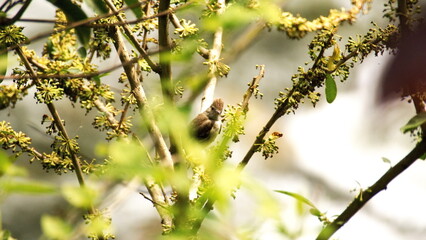 Dusky-capped flycatcher (Myiarchus tuberculifer) perched in a tree in the Intag Valley, outside of Apuela, Ecuador
