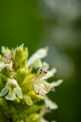 Betonica alopecuros flower growing in mountains	
