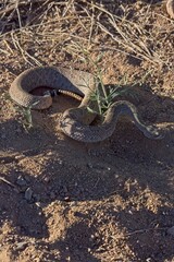 Obraz premium Western Diamondback Rattlesnake, Crotalus atrox.