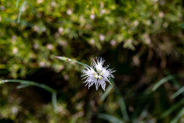 Dianthus hyssopifolius growing in mountains