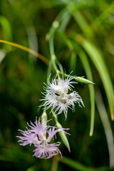 Dianthus hyssopifolius growing in mountains