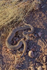 Obraz premium Western Diamondback Rattlesnake, Crotalus atrox.