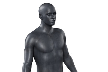 Fototapeta premium 3D illustration of a male black torso on a white background. metal mannequin.