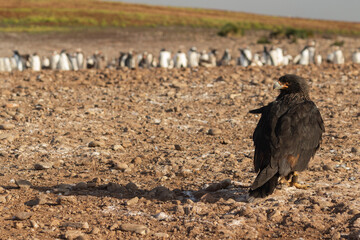The Striated Caracara (Phalcoboenus australis) Also known as a Johnny Rook.   Jason Steeple, Falkland Islands.
