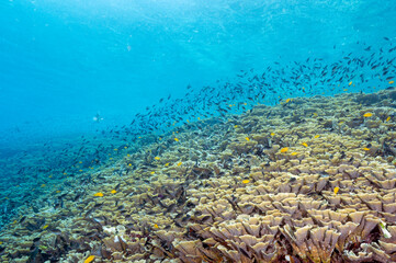 Fototapeta na wymiar Reef scenic with pristine foliose corals, Raja Ampat Indnonesia.