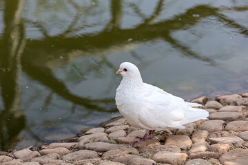 Lovely pigeons at the zoo