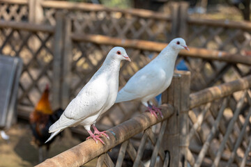Lovely pigeons at the zoo