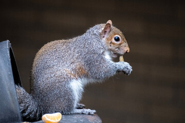 squirrel eating tangerine 