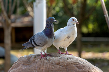 Lovely pigeons at the zoo
