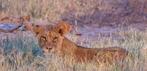Soft early morning light highlights the eyes of a lion cub resting in the grass