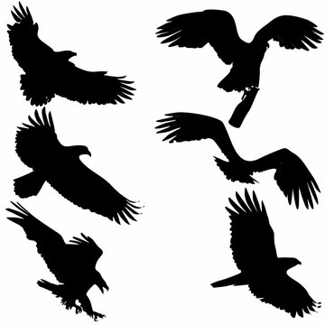 eagle silhouette, flying bird silhouette, logo, icon