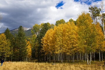 Snowbowl area with a pine forest and aspens changing color. White clouds fill a blue sky. Flagstaff, Arizona.