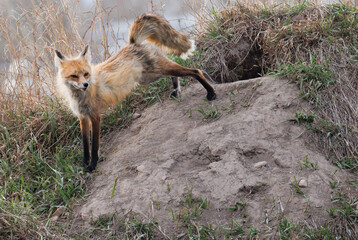 A red fox stretches in front of its den