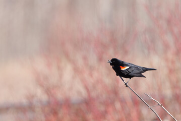 A red winged blackbird perched on a branch in front of willows
