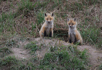 Naklejka na ściany i meble Two fox kits sitting outside of the their den on a grassy hill 
