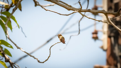 bird on a branch