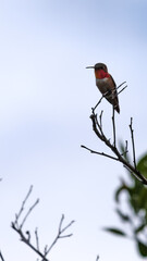 hummingbird on a branch