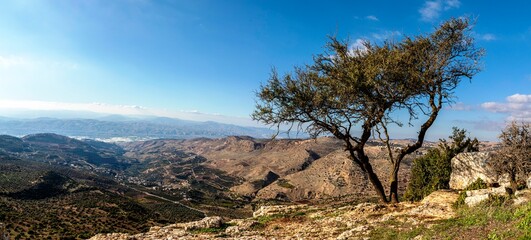شجرة الحياة - الجبل الاخضر- الاردن- Tree of Life - Green Mountain summit - Jordan
