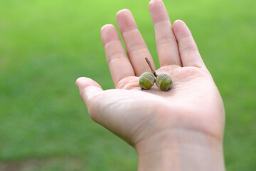 acorn with hands in the park