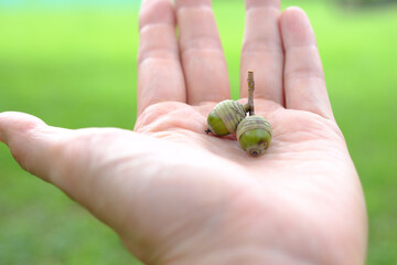 acorn with hands in the park