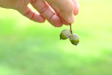 acorn with hands in the park