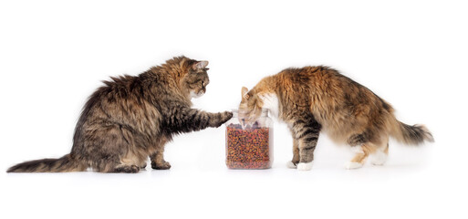 Two cats eating kibbles out of bowl. Calico cat with head in container and senior tabby cat with...