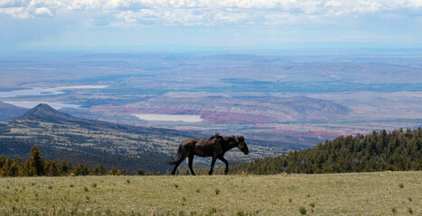 Dust covered black stallion walking above the Big Horn Canyon on the border of Wyoming and Montana...
