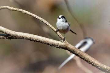 真っ白とピンクが目立つかわいらしい身近な小鳥エナガ