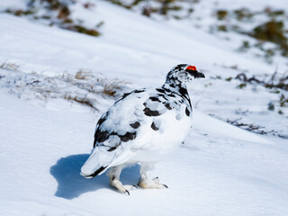5月のライチョウ雄 (rock ptarmigan)