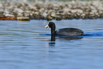 小川や公園の池で見られる真っ黒な水鳥オオバン