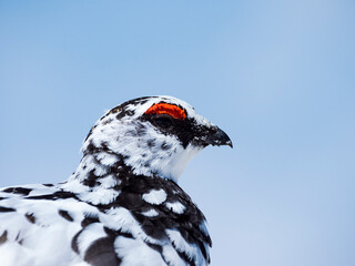 5月のライチョウ雄 (rock ptarmigan)