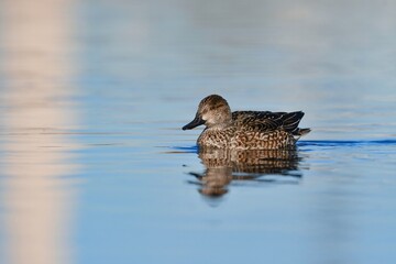 冬に川や公園に渡来する身近な水鳥、小さなコガモ