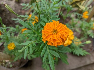 Marigold flowers are believed to be efficacious for treating respiratory tract infections, anti-inflammatories, thinning phlegm, overcoming coughs and medicine for wounds