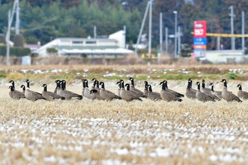 真冬の東北の田んぼに渡来する美しいシジュウカラガンの群れ