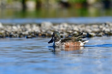 冬に見られる渡り鳥で、ユーモラスな大きな嘴をしたハシビロガモ