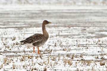 真冬に東北の田んぼに渡来する大きなガンの仲間のヒシクイ