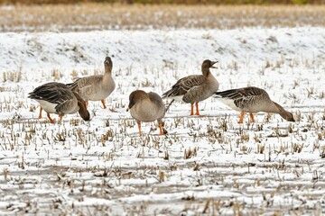 真冬に東北の田んぼに渡来する大きなガンの仲間のヒシクイ