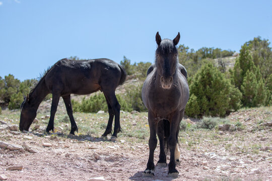 Black stallion wild horse looking directly on Pryor Mountain in the western United States