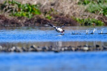 冬にアラスカやシベリアから渡来する珍しい美しい鴨の仲間、ヒメハジロ