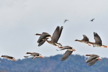 Obraz premium 冬に東北や北陸の田んぼに大きな群れで渡来する美しい野鳥マガン