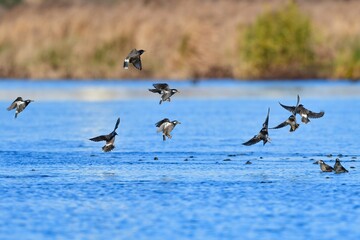 早朝の川へ水飲みにやってきた身近な野鳥ムクドリの群れ