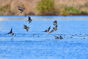 早朝の川へ水飲みにやってきた身近な野鳥ムクドリの群れ